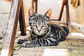 The african wild cat is the direct ancestor of domestic cats and its fur is a variety of brindle cats. 11 Fascinating Facts About Grey Tabby Cats With Pictures Excited Cats