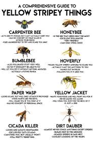 Know Your Bee Haerr Trippin