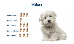 maltese dog breed everything you need