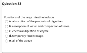 large intestine include