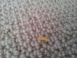 some bug on my carpet
