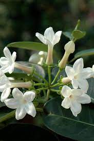 Il mandarino è un albero molto resistente, con fiori bianchi molto profumati che non supera mai i due metri e viene coltivato in vaso. Fiori Profumatissimi Bianchi