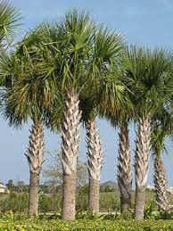 sabal palm tree cabbage palm texas