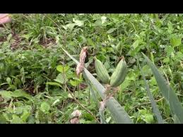 Store the seeds in a paper bag in a cool, dry place until autumn. Iris Seeds Pods 3 Entertains Again Youtube