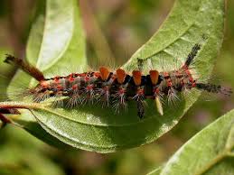 American Caterpillar Gallery Wildlife Insight