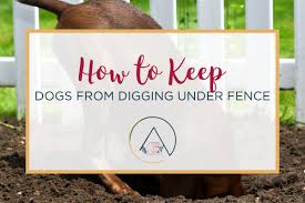 keep dogs from digging under fence