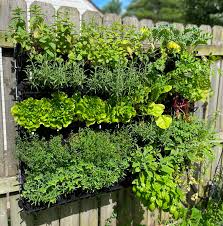 best plants for vertical gardens