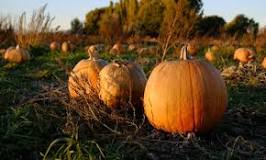 Is pumpkin Farm Good money?