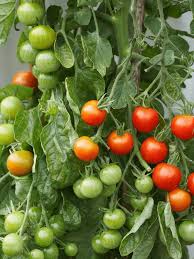 How Far Apart To Plant Tomatoes Urban