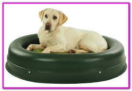 no chew dog beds keep them cozy and