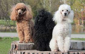 11 poodle colors markings with