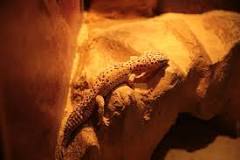 do-leopard-geckos-need-a-light-on-at-night