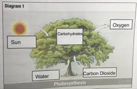 bio photosynthesis biointeractive