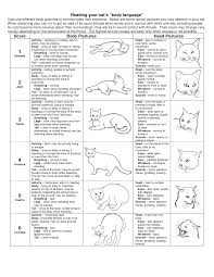 Reading Your Cats Body Language Cat Body Cat Behavior