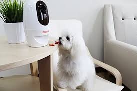 Pet first aid is one of the best pet apps for pet owner. Pawbo Wi Fi Pet Camera 720p Interactive Wireless Pet Treat Cam Best Suggestion Online Pet Retail Products Dogs Cats Birds Fish Hor Pet Camera Wifi Pets