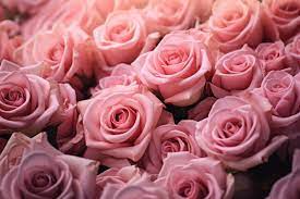 pink roses bouquet close up free stock