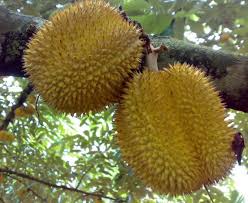 Saat baru ditanam, tanaman durian kecil memang tidak terlalu tahan pada sinar matahari, sehingga perlu dinaungi. Tanami Durian Budidaya Si Bau Namun Lezat Wanaswara