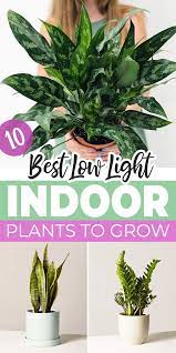 10 Best Low Light Indoor Plants To Grow