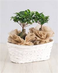 There are 12729 bonsai tree for sale on etsy, and they cost 20,13 $ on average. Bonsai Plants Netflorist