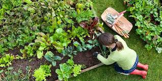 4 Eco Friendly Gardening Tips To Know