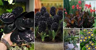 Black Flowers And Plants To Add Drama