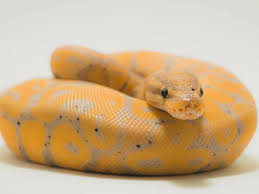 best pet snake species for children and
