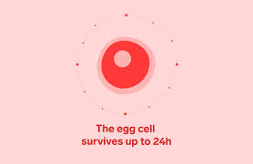 5 Facts About The Female Egg Cell Human Eggs Natural Cycles