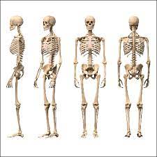 The truth is, most children get their first anatomy lessons before they turn one. 18 Skeletal System Facts For Kids Students And Teachers