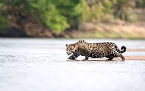 lions tigers jaguars leopards