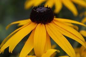 Check out all bestselling seeds & garden tools paintings for affordable prices. 10 Yellow Perennials Urban Garden Gal