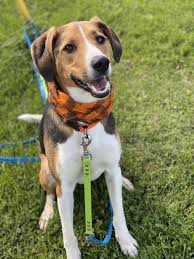 This is not the kind of dog that will get. Dog For Adoption Jake A Labrador Retriever Treeing Walker Coonhound Mix In Sault Sainte Marie Mi Petfinder