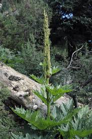 Rheum palmatum in Flora of China @ efloras.org