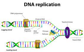 Some of the worksheets displayed are dna replication work, dna and replication work, dna replication practice, dna replication protein start studying dna structure and replication pogil. Dna Structure Dna Replication Biology Online Tutorial