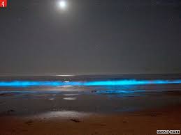 Walking On The Beach At Night During Red Tide Carlsbad Ca