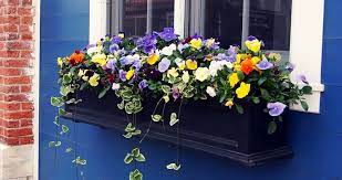 How To Have Beautiful Window Boxes