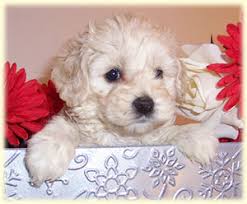 Cockapoo puppies for sale and dogs for adoption in virginia, va. Cockapoo Puppies In Virginia Top 4 Breeders 2021 We Love Doodles