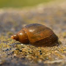 pond snail facts