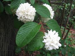 But this tree lived and died a full 15 million years before the next oldest north american fossils of large flowering trees. Best Flowering Trees And Bushes For North Texas Flowering Trees Viburnum Fast Growing Plants