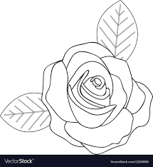 rose line drawing image royalty free