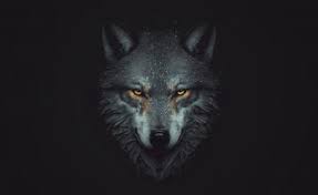 wolf hd wallpapers hd images backgrounds