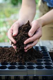Seed Compost The Ultimate Guide