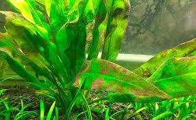 brown algae in fish tank how to get