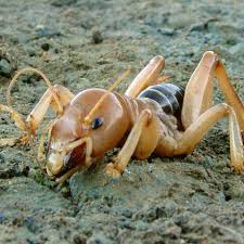 Jerum Cricket Control Facts How