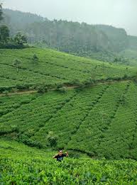 Menikmati pemandangan hamparan hijaunya teh. Rehat Sejenak Kebun Teh Cipasung Keindahan Di Ujung Majalengka