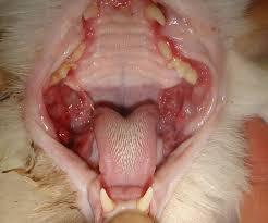 feline stomais dental disease in cats