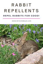 rabbit repellents for the garden