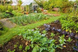Vegetable Garden Ideas To Grow Organic