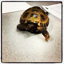 Common box turtles can be challenging pets due to their care needs and long lifespan. This Tortoise Is Getting Away Eager To Avoid Doing Paperwork At The Petco Office Reptiles Pet Petco Pocket Pet