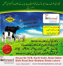Pak Dairy Info Vaccination In Dairy Animals
