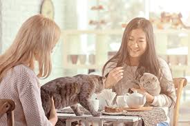 What Is A Cat Cafe